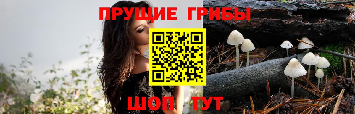 Псилоцибиновые грибы прущие грибы  Псилоцибиновые грибы GOLDEN TEACHER  Вход с VPN  Куйбышев 